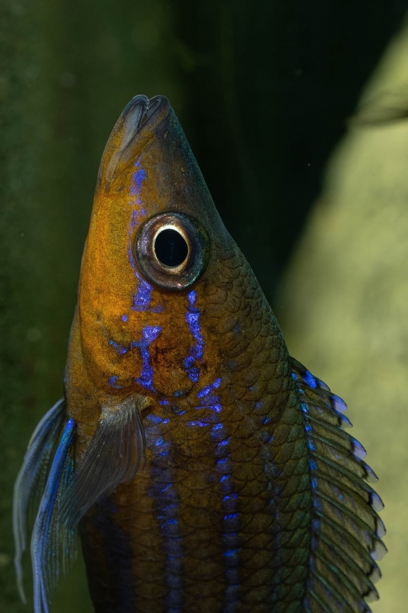 Paracyprichromis nigripinnis 'Kantalamba'